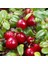 Tacirdepoticaret Turna Yemişi Cranberry Fidanı(10-20 Cm) 1