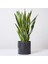 Ürün Adı : Paşa Kılıcı Bitkisi (Sansevieria) M7 1