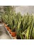 Ürün Adı : Paşa Kılıcı Bitkisi (Sansevieria) M7 2