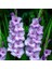 Güzel Gladiolus Purple Swan Glayör Çiçeği Soğanı (2 Adet) 1