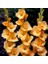Cazibeli Gladiolus Swan Sarı Glayör Çiçeği Soğanı (2 Adet) 1