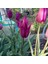 Purple Dream Osmanlı Tacı Lale Soğanı (5 Adet) 1