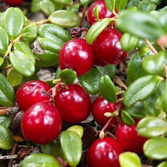 Tacirdepoticaret Turna Yemişi Cranberry Fidanı(10-20 Cm)-5 Adet