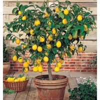 Evim Bahçem Limon Fidanı Aşılı Yediveren (MAYER Limon) Limon Ağacı Fidanı 130 - 170 cm