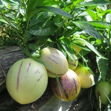 MutluPaket Tüplü Kavun Aromalı Salkım Meyve Veren Pepino Fidanı (20-40 Cm)