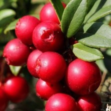 MutluPaket Tüplü (Turna Yemişi) Cranberry Fidanı 10-20 cm