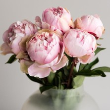 MutluPaket Pink Color Peony Pembe Renkli Şakayık Çiçeği Yumrusu