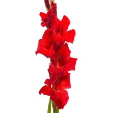 MutluPaket Gladiolus Red Swan Kırmızı Glayör Çiçeği Yumrusu Soğanı 2'li