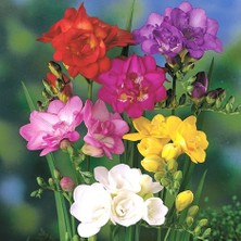 MutluPaket Mix Color Freesia Karışık Renkli Frezya Çiçeği Soğanı 5'li