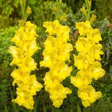 MutluPaket Gladiolus Yellow Swan Sarı Glayör Çiçeği Yumrusu Soğanı 2'li