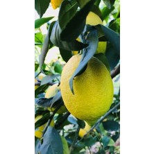 Evim Bahçem Limon Fidanı Aşılı Yediveren (MAYER Limon) Limon Ağacı Fidanı 130 - 170 cm