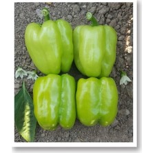 Bursa Tohum Biber  Dik 25 gr