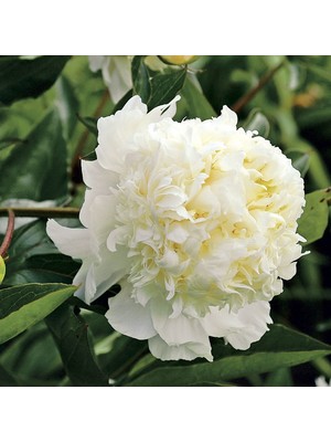 MutluPaket White Color Peony Beyaz Renkli Şakayık Çiçeği Yumrusu
