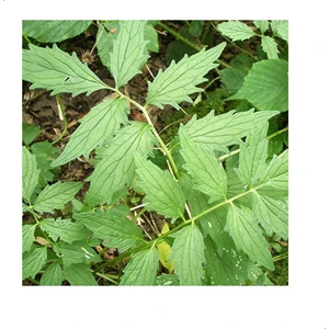 Reyon Ermenek Kedi Otu Tohumu (75 Tohum)