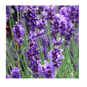 Reyon Ermenek Angustifolia Lavandula Lavanta Çiçeği Tohumu (100 Adet)