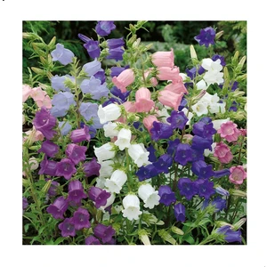 Reyon Ermenek Campanula Katmerli Karışık Çan Çiçeği Tohumu (100 Tohum)