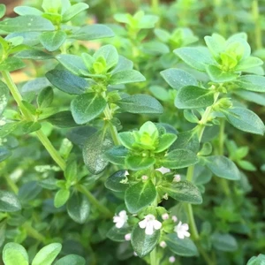 Reyon Ermenek Doğal Istanbul Kekiği Tohumu (50 Tohum)