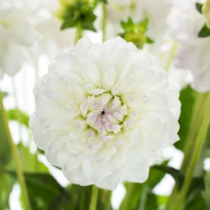 White Lace Dahlia Iri Yıldız Çiçeği Yumrusu