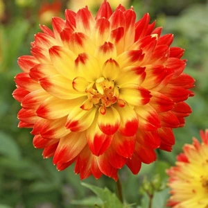 Procyon Dahlia Iri Yıldız Çiçeği Yumrusu