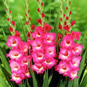Gladiolus Pink Swan Pembe Glayör Çiçeği Yumrusu Soğanı 2'li