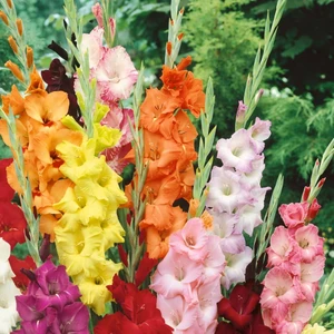 Gladiolus Mixed Swan Karışık Glayör Çiçeği Yumrusu Soğanı 4'lü