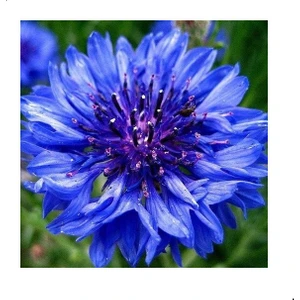 Reyon Ermenek Blue Katmerli Kantaron Çiçeği Tohumu (50 Tohum)