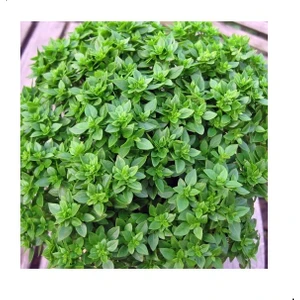 Reyon Ermenek Top Fesleğen Tohumu (250 Tohum)