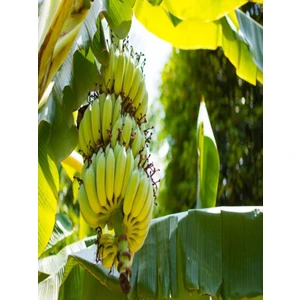 Mert Tarım Bodur  Muz Fidanı Saksıda 40-60 cm