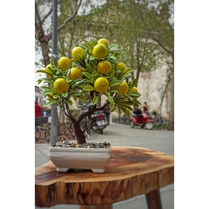 KRD Home Krd Home 5638 Dikdörtgen Saksılı Limon Ağacı