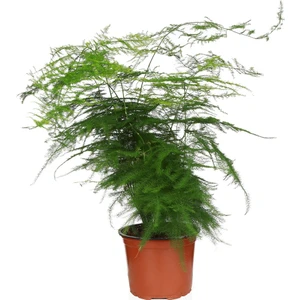 Asparagus Eğrelti Otu - Kuş Konmaz-  12 cm Plastik Saksıda