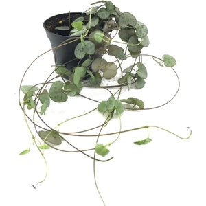 Ceropegia Wodii Kalp Kalbe Karşı Çiçeği - 5,5 cm Plastik Saksıda