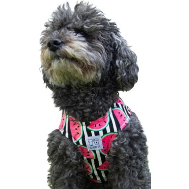 Oli And Lui Watermelon Kopek Govde Tasmasi Fiyati