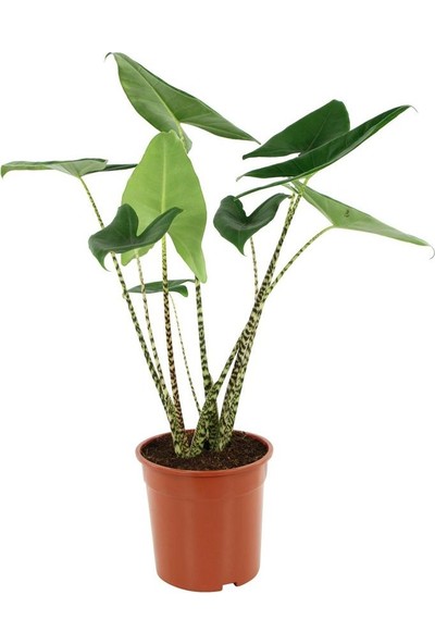 Palmiye Alocasia Zebrina - 17 cm Plastik Saksıda