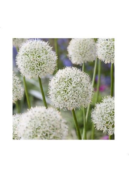 Allium Çiçeği Tohumu Beyaz (5 Tohum)