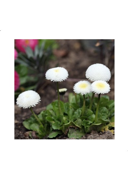 Bellis Perennis Beyaz Renkli Ponpon Ingiliz Çayır Papatyası Çiçeği Tohumu (100 Tohum)