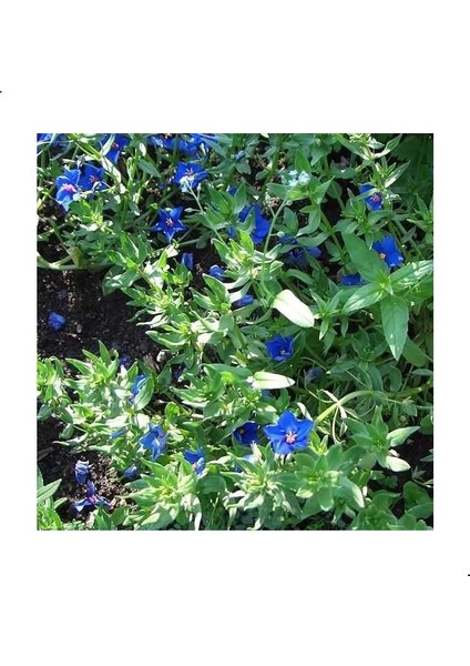 Blue Anagallis Çiçeği Tohumu (100 Tohum)