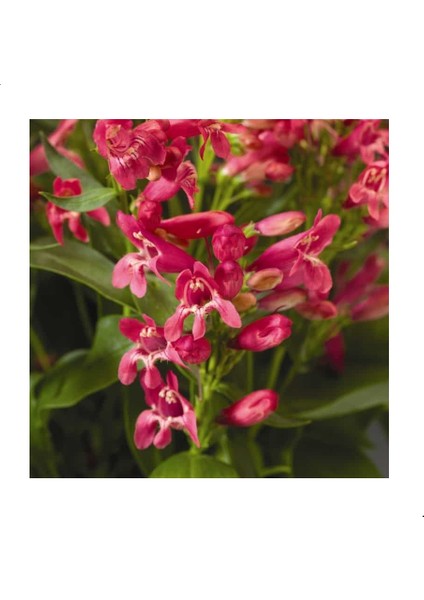 Penstemon Çiçeği Tohumu Kırmızı Renkli (50 Tohum)