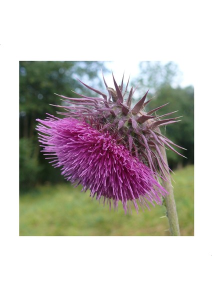 Kenger Otu (Cynara Cardunculus) Tohumu (5 Tohum)
