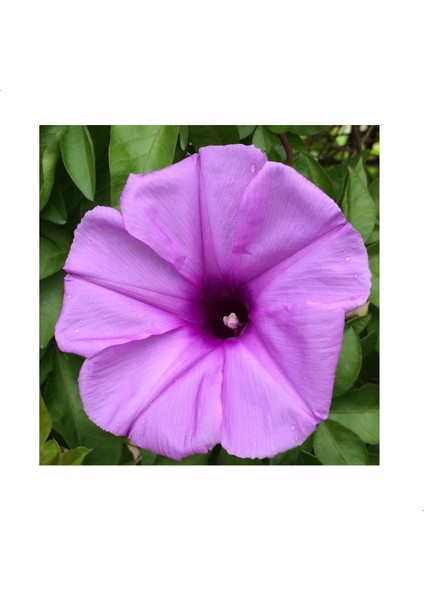 Feringa Gündüz Sefası Çiçeği Tohumu(10 Tohum)