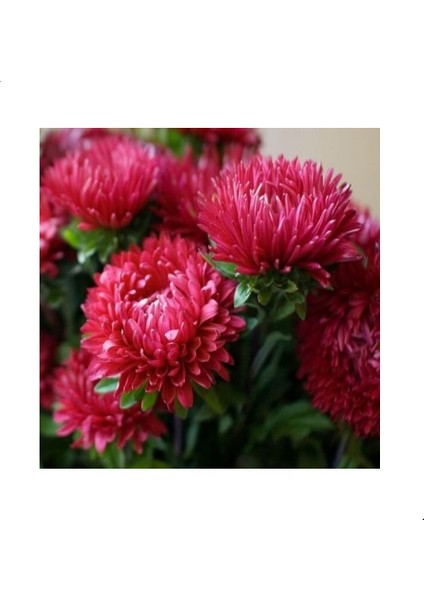 Pompon Alacalı Aster Çiçeği Tohumu(50 Tohum)