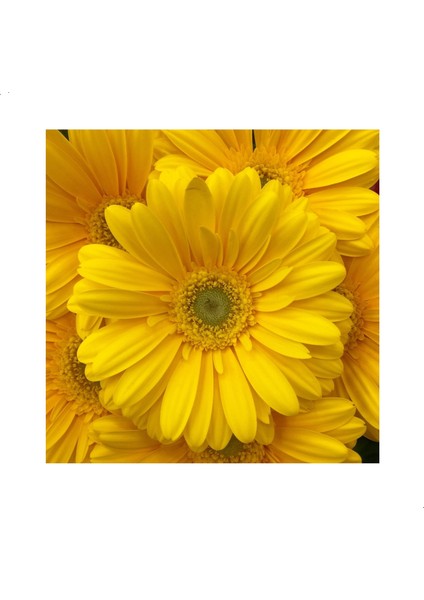 Sarı Renkli Papatya Çiçeği Tohumu (50 Tohum)