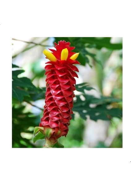 Kırmızı Costus Speciosus Çiçeği Tohumu(5 Tohum)
