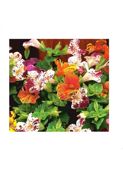 Monkey Mimulus Çiçeği Tohumu (100 Tohum)