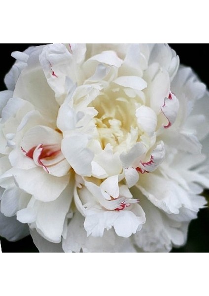 Peonies Festiva Beyaz Şakayık Çiçeği Yumrusu-Rizomu(1 Adet) fiyatları