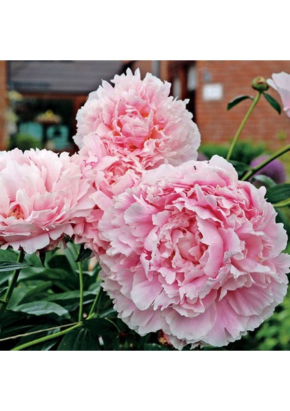 Reyon Ermenek Peonies Festiva Maxima Pink Şakayık Çiçeği Yumrusu-Rizomu(1 Adet)