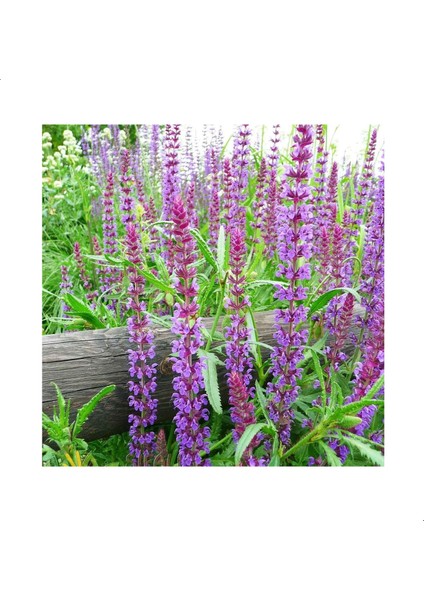 Adaçayı Tohumu Gökyüzü Mavisi (100 Tohum)