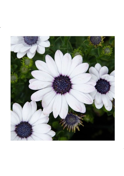 Splendour Brachycome Çiçeği Tohumu White (200 Tohum)