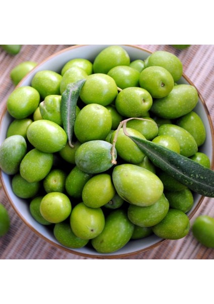 Yüksek Kalibre Aşılı Kırmalık Çekişte Zeytin Fidanı