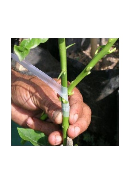 Aşı Bandı fiyatları