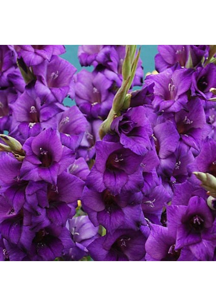 Gladiolus Purple Swan Mor Glayör Çiçeği Yumrusu Soğanı 2'li
